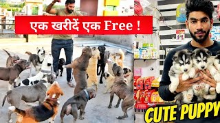 Cheapest Dogs in Punjab👍 || Dogs for 2000 Only||Dogs at Cheap Rates|| Labrador Puppies #viral