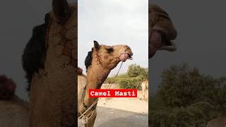 Camel full masti in desert hot 🏜️||Camel enjoying the winter season #camel #camellove #viralvideo