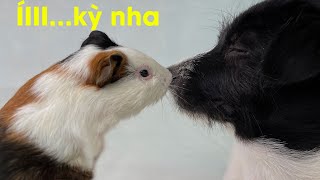 CHUYỆN TÌNH BỌ Ú VÀ CHÓ BÔNG | CHUỘT LANG CHUỘT HAMSTER GUINEA PIG