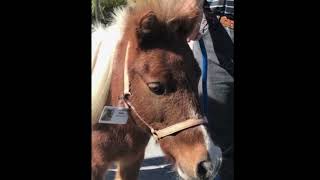 Meet our Therapy Horses. Schedule an Appt Today for Equine-Assisted Coaching