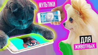 ПЕСИК И КОШЕЧКА СМОТРЯТ МУЛЬТИКИ ДЛЯ ЖИВОТНЫХ