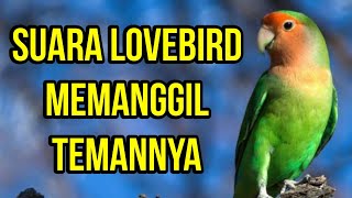 KETIKA SUARA LOVEBIRD MEMANGGIL TEMANNYA