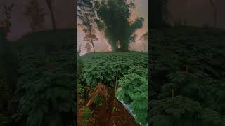 kentang super #reels #petani #farming #videoshorts