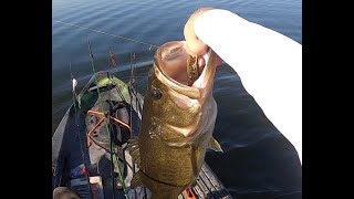 Absolutely Unreal Frog Fishing on Decker Lake (The Big Girls Are Munching!)