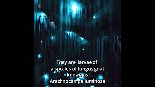 Glowworms are NOT Worms!?🐛 #shorts