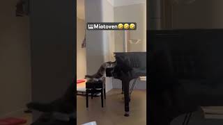 Miotoven 🎹🤣