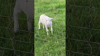 Sind die Lämmer nicht süß? Von Schwiegerpapa. Wollt ihr mehr davon sehen?