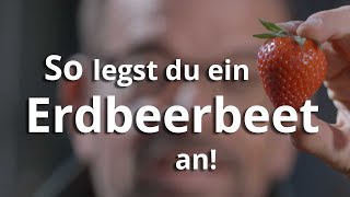 Saftige Ernte: SO legst du ein ERDBEERBEET an!