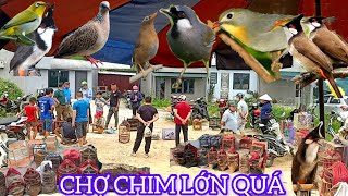 CHỢ CHIM CẢNH NÀY ĐÚNG LÀ ĐỈNH THẬT NHIỀU CHIM ĐẸP MÊ LUÔN