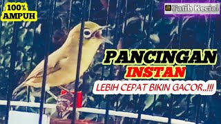 ☑️Kecial Kuning Pancingan Instan ‼️Lebih Cepat Bikin Gacor 👍100%Ampuh ‼️