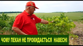 №174 Пекан не розпускається навесні: що робити