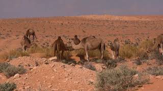 Animals THRIVING in Extreme Deserts! How They SURVIVE: Animal Facts!