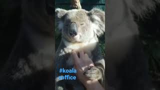 #koala