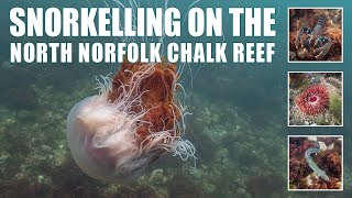 Snorkel the North Norfolk Chalk Reef at Sheringham - Lion's mane jellyfish, eel, lobster and more.