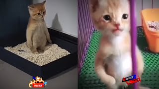 funny and cute cats 🐱 #shortvideo #cats #shorts #cat