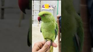 Mashallah Green Parrot 🦜🦜✅ #birds