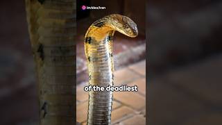 Most Dangerous Animal’s In The World Part 2 #youtubeshorts #facts #animalfacts #goviral #foryou #fyp