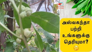 🤫அஸ்வகந்தாவைப் பற்றி பாட்டி சொன்ன ரகசியம்/ashwagandha(withania )berry uses/entertain everyone