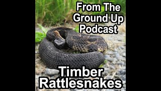 Timber Rattlesnake Hunt & Roundup Podcast