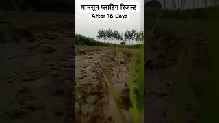 Sugarcane Manson plantation result 16 days #sugarcanevariety@Dr. Agri #sugarcanecrop #trending#viral