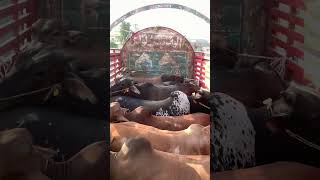 Bachra Farming 🐂 Beef 🥩 Export #mpofarm #youtubeshorts