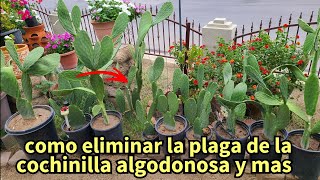 como eliminar esta plaga en los nopales la cochinilla con 2 ingredientes