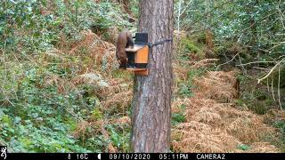 A pine marten in Donard Forest