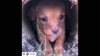 puppy  rescued