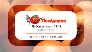 Цибуля ріпчаста 12-14 SANDRA F1