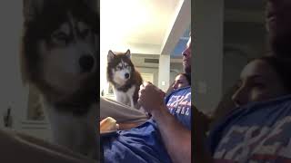 Husky Knows He's Supposed to Get The Final Bite... #shorts