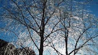 Magical tree branches after ice storm  ❄️