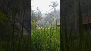 village rice field