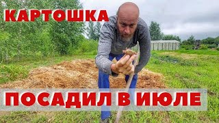 Посадил картофель в июле! Без пахоты... Жду урожай... Пилю бурелом