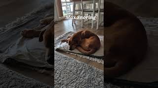 Does your dog snore like Max?!#short #dog #snoring