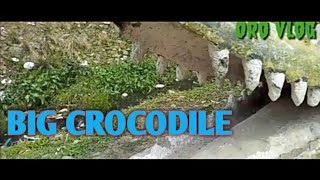 Big crocodile