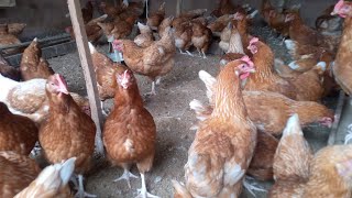 Happy Hens | Layers farming