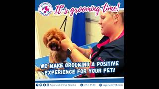 Worried about your pet's grooming session?