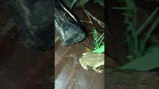 Amazing frog video #frog #shorts