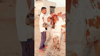 top gir breeding farm || results of Kanhaiya gir Bull