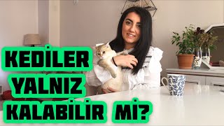 Kediler Kaç Gün Yalnız Kalabilir? Kedimi Evde Yalnız Bırakırken Neler Yapmalıyım?