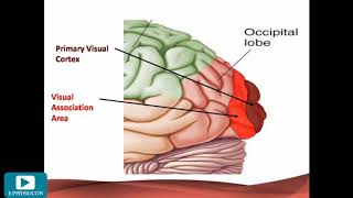 E-Physiocon E-Enthusiast: Amulya Dutta presentation "BRAIN ANATOMY" Physio Panda