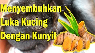 Cara Baru Menyembuhkan Luka Kucing Dengan Kunyit, Cepat, Aman & Ampuh