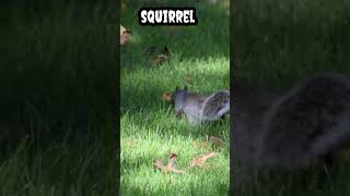 squirrel #shorts #viral #trending