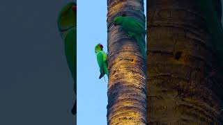 😍 #wild parrot kissing 💋#photography #love @anbumarimuthuvlogs