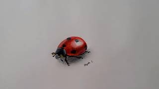 Mariquita Dibujo Realista | Ladybug Realistic Drawing