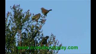 Molothrus badius - Músicos, juveniles