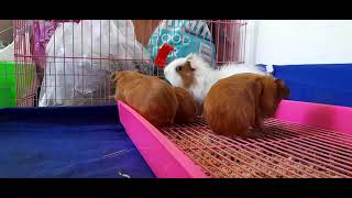 Guinea pig.  ( Belajar dulu piara ni tikus )