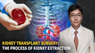 The Process of Kidney Transplantation: Kidney Removal