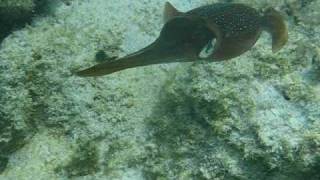 Caribbean Reef Squid Hawksnest Bay St John Virgin Islands