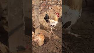 Hen Rooster Enjoy Lovely Movement 😍 👌 👍 HD